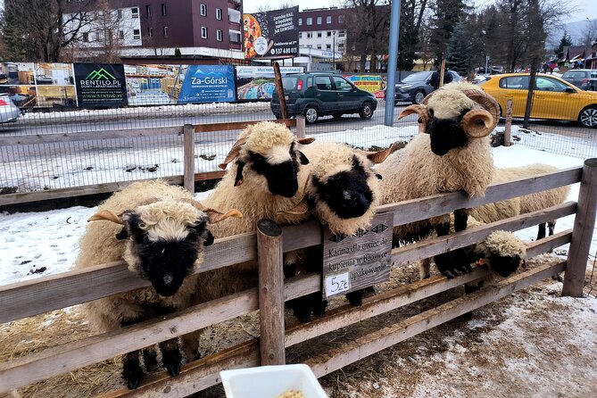 Zakopane Private day trip from Krakow with Hot Springs, cable Car - Gubałówka funicular: the easy win for Tatra views