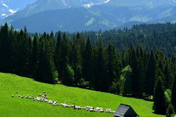 ZAKOPANE & THERMAL SPRINGS, Funicular, Cheese Tasting - Why this Zakopane day trip feels like the best use of your Krakow time