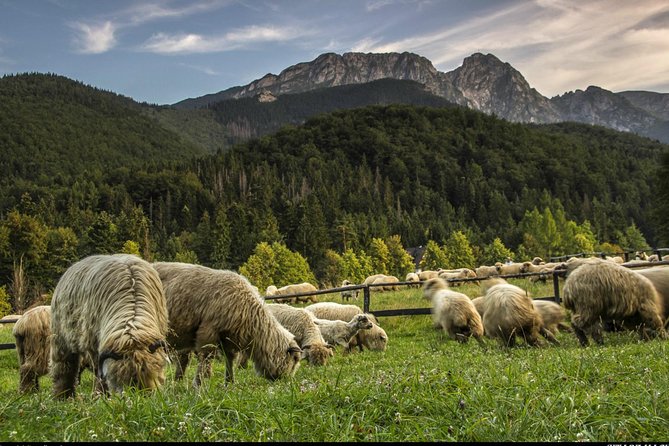 Zakopane & Thermal Springs: Private Tour - Price and value: is $217.99 per person actually fair here?